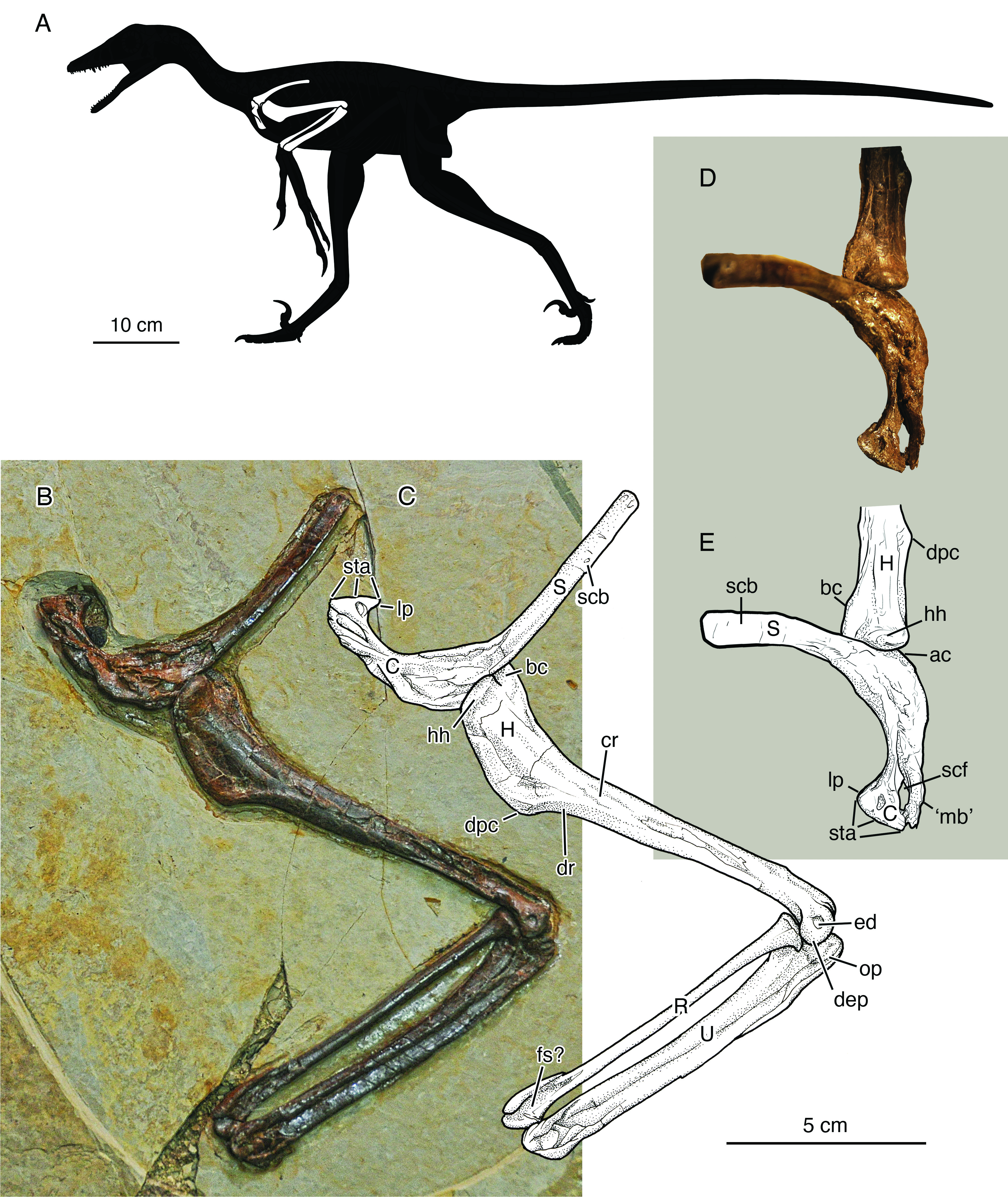 The arm bones of the new dinosaur Jian, showing the fosssil and then diagrams of the bones labelled with initials. The image also shows a silhouette of the dinosaur with the bone shown in white.